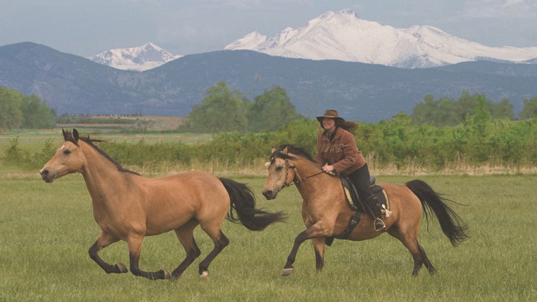 Meet Laurie Prindle: Unbridling Her Passions