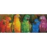 Rainbow Parrots